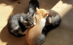 하늘에서 뚝 떨어진 고양이