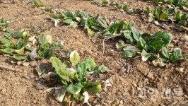 봄날, 겨울을 맞이하다