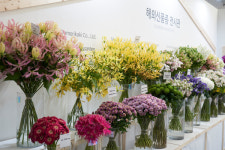 고양특례시! 꽃으로 희망을 수놓다