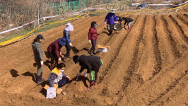 알알이 영그는 감자심고, 텃밭 가꾸고