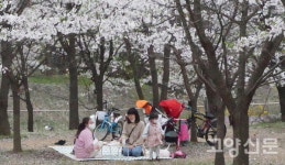 벌써 끝이야? 짧고도 아쉬워라… 벚꽃 피는 봄날