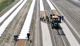 송포지역 곡창지대는 농번기 중