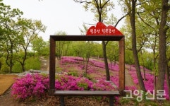 만개한 철쭉잔치 보고 싶다면… 가깝고 한가로운 월롱산 강추!