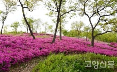 만개한 철쭉잔치 보고 싶다면… 가깝고 한가로운 월롱산 강추!