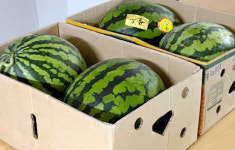 배다골테마파크, 수박으로 사랑나눔