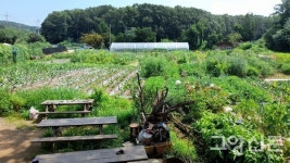 텃밭에서 님에게 엎드려 절하다