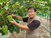 샤인머스켓 첫 수확 합니다