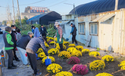 장항1동, 가을맞이 꽃 심었습니다