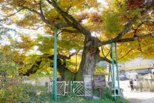 느티나무 할아버지, 산황산 숲 꼭 지킬게요