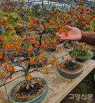 애기감(노아시) 전시 구경오세요