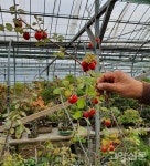 애기감(노아시) 전시 구경오세요