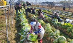 장항1동, 한마음 배추 나눔했습니다