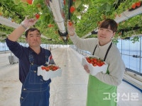 고양 최초 딸기 공중(행잉베드) 재배 첫 수확