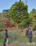 1만5000평 청솔농원에 대왕철쭉꽃 활짝