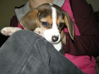 [독자기고] 안녕, 최고의 강아지 나의 우메르시!