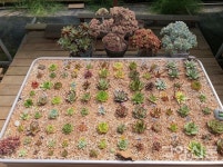 다육식물로 중국인들 마음 사로잡아요