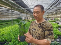 기쁨 전하는 금전수 20년째 키워요