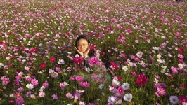 코스모스 한들한들, 축제 끝나도 보러 오세요