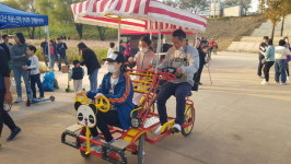 코스모스 한들한들, 축제 끝나도 보러 오세요