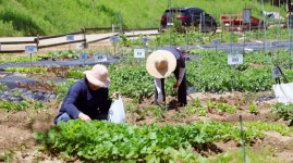 늘푸른 주말농장의  건강한 텃밭 운영하세요