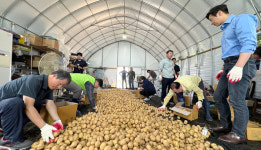 한농연 고양시연합회 이웃에 감자 나눔