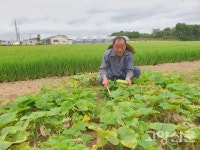 직접 농사지은 가와지쌀로 밥집 차렸어요