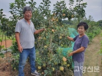 요즘 뜨는 납작복숭아 맛 궁금하죠?