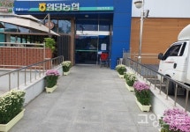 크리스마스 꽃 포인세티아 60년 노하우로 키워요