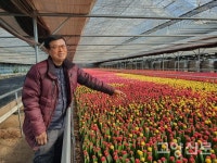 접목선인장 비모란 품종 39년째 수출