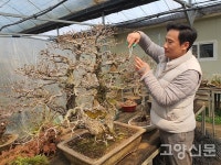 분재 가꾸고 수출하는 데 구슬땀