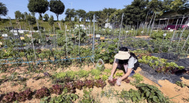 힐링과 수확의 기쁨 늘푸른 주말농장