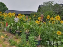 애니골에 해바라기 500여 그루 활짝