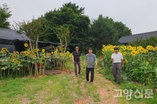 애니골에 해바라기 500여 그루 활짝