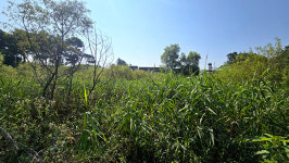 메워지고 방치된 영주산 습지 맹꽁이를 부탁해