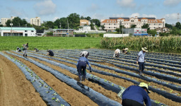 고봉동 주민자치회,  취약계층 김장 책임집니다