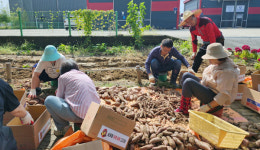 송포동 주민자치회,  불법 투기지역에 고구마밭 조성