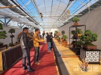 세월 품은 분재, 앙증스런 야생화 전시