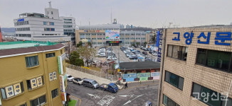 <포토뉴스> 고양시청 정문 앞 두 그루 은행나무 마지막 모습