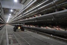 양계장에서 폐사한 닭 찾아내는 로봇