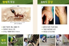 독개미(일명 붉은 불개미) 호주와 일본서 발견, 전국 검역 강화