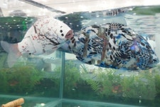 [포토뉴스] 우리 집 어항에는 ‘로봇 물고기’가 산다