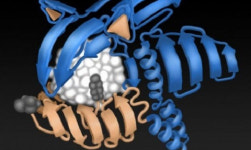 [조선통신사] 소닉 유전자? 과학, 의학에서 화제가 된 게임 관련 작명 사례