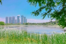 호수공원 메밀꽃 길 산책하고 안산 맛집으로