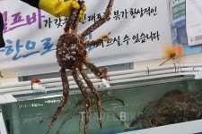 `희망이 솟는다` 속초 일출 여행, 대포항 맛집 게맛은 `덤`