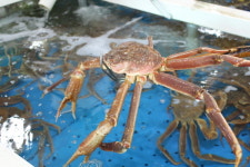 도깨비가 가니 포켓몬이 떴다... 게임도 즐기GO 속초맛집도 가GO