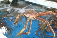 도깨비가 가니 포켓몬이 떴다... 게임도 즐기GO 속초맛집도 가GO