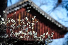 전주 한옥마을에 매화가 활짝, 숨은 명소와 맛집