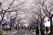 2017 제주왕벚꽃축제, 그랜드 세일도 가고 우도 맛집에서 문어라면도 먹고