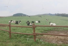 대관령 목장서 봄에 취하고 둔내맛집서 한우 맛보고