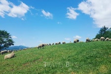 실내수영장에 스파까지... 풀빌라펜션, 국내여행에 변화의 바람